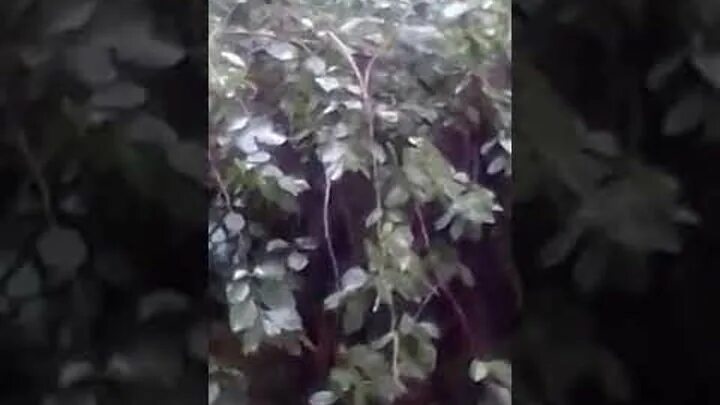 Антиреспект ах если бы знать. Антиреспект дождь. Антиреспект осень. Осень листьями антиреспект. Группа антиреспект.