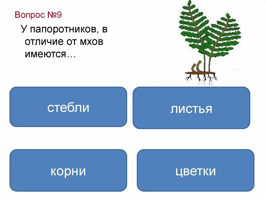 Голосеменные и Папоротникообразные. Мхи папоротники Голосеменные. Голосеменных и папоротникообразных растений. Отличие голосеменных от папоротников.