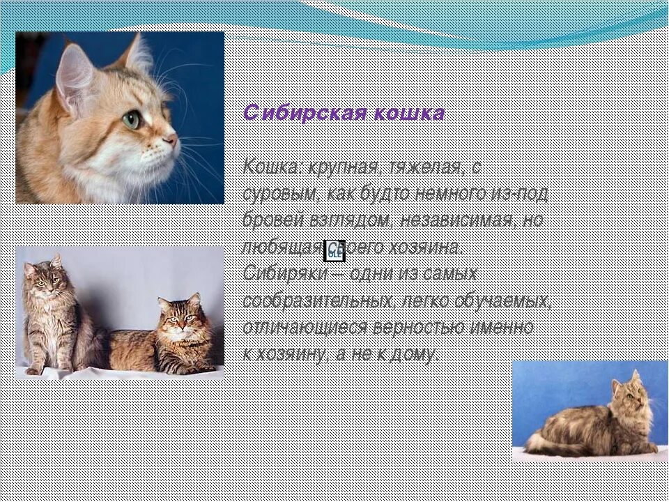 Описание домашнего кота 2 класс. Сообщение о породе кошек. Проект про кошек. Сообщение о домашних кошках. Доклад о котах.