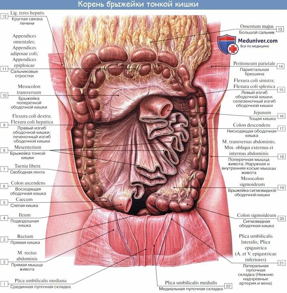 Брюшина толстой кишки. Брыжейка тонкой кишки анатомия. Корень брыжейки тонкой кишки анатомия. Брыжейка тонкого кишечника анатомия. Брыжейка тонкой кишки и толстой кишки.