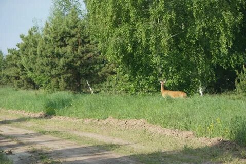 Волжские тропы