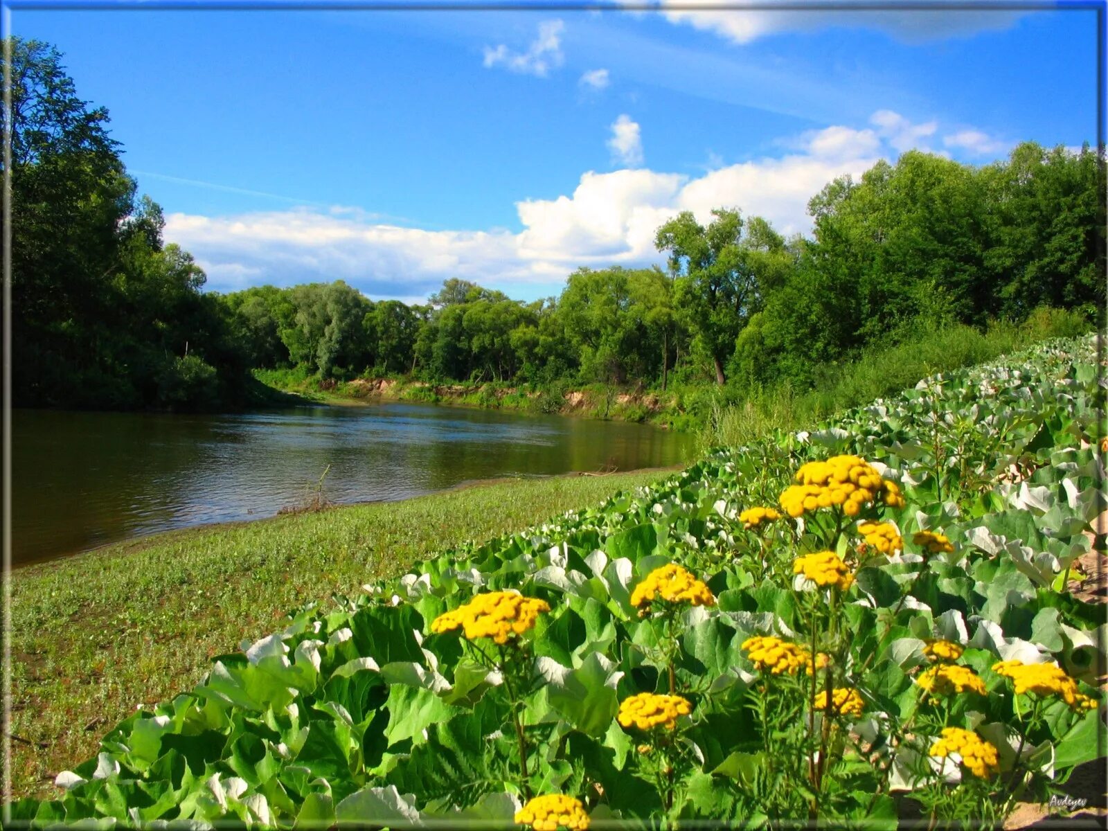 Приволжский заповедник. Попереченская степь пензенская область. Заповедник верховья суры пенза. Приволжская лесостепь заповедник. Кунчеровская степь пензенская область.