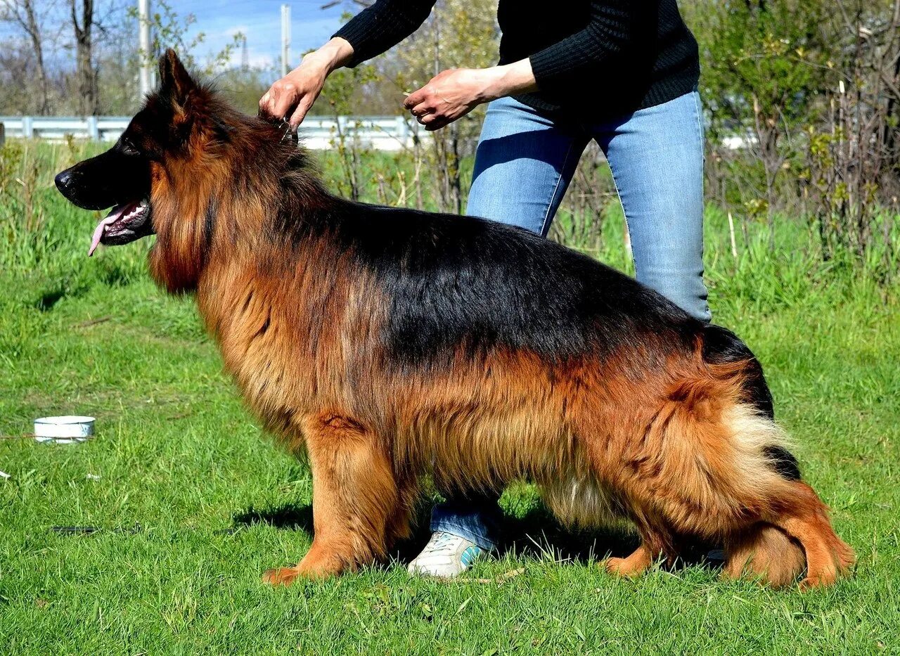 Кобели для вязок немецкой овчарки. Вязка собаки немецкая овчарка. Немецкая овчарка в тамбове. Племенной кобель немецкой овчарки. Кобели для вязок немецкой овчарки.