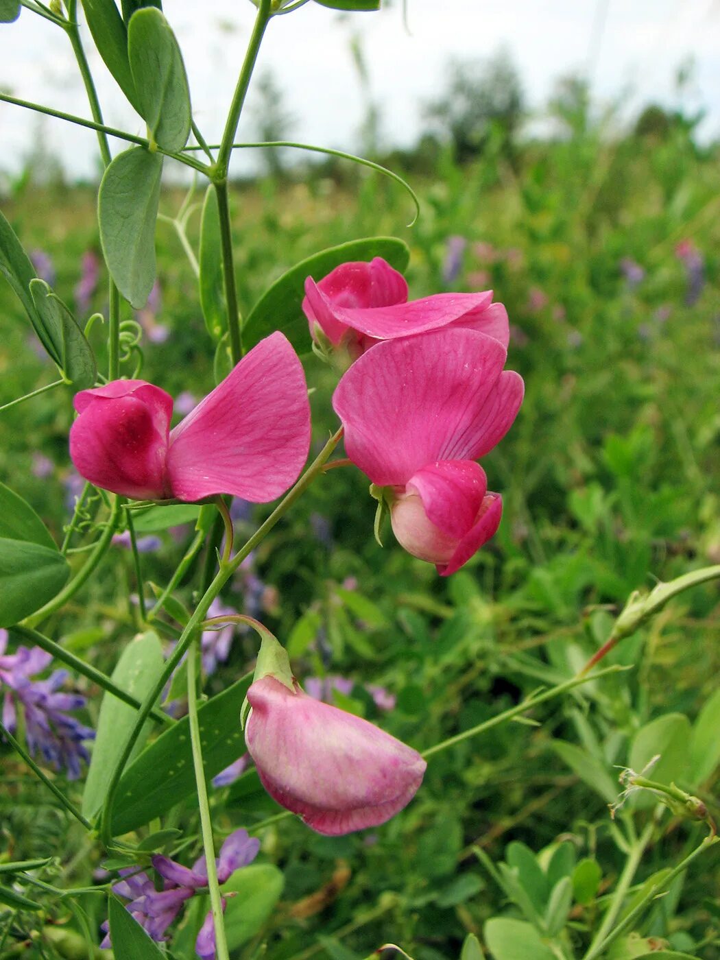 Покажи чина. Чина (Lathyrus). Чина клубневидная. Чина клубненосная Lathyrus tuberosus. Сорняк чина клубненосная.