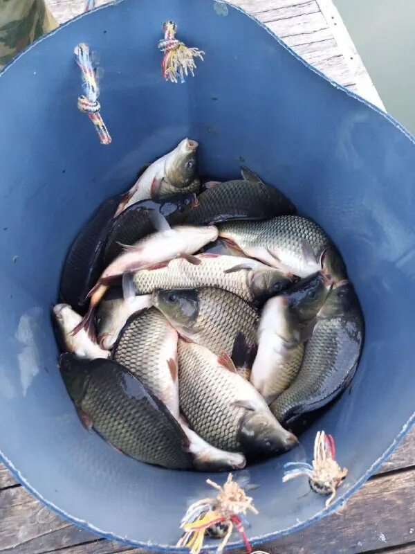 Карп десногорское водохранилище. Тонны в килограммы. Карп в белгороде. 1 кг в прудах. Огромный карп.