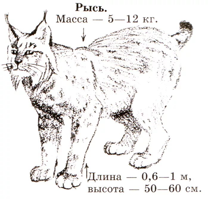 Где находится рысь. Рысь рост и вес. Внешнее строение рыси. Обыкновенная Рысь Размеры. Анатомия рыси.