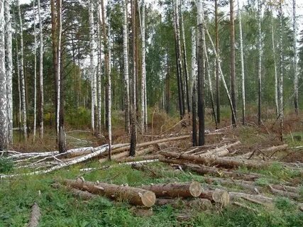 Аренда лесного фонда