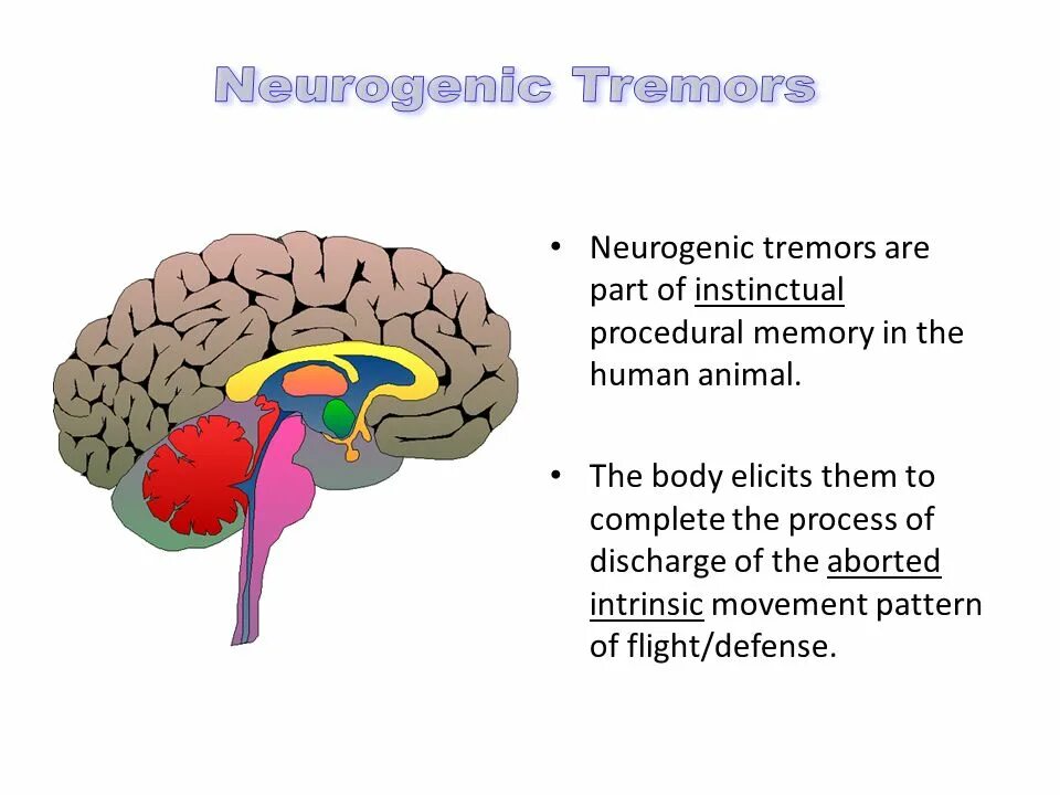 Триединый мозг. Теория Триединого мозга. Мозг неокортекс. Триединый мозг пол Маклин. Неокортекс это простыми словами