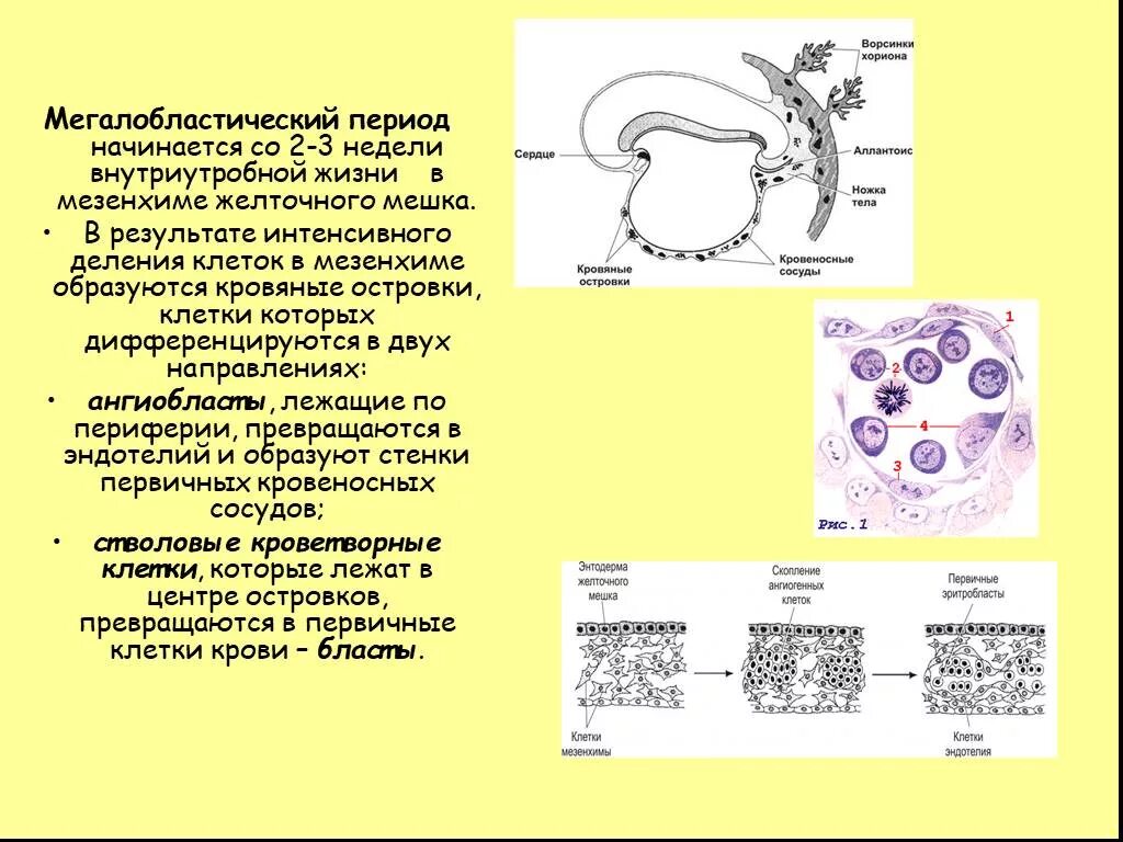 Желточный мешок гистология