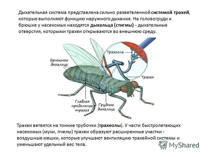 Тип дыхания насекомых. Тип дыхания насекомых