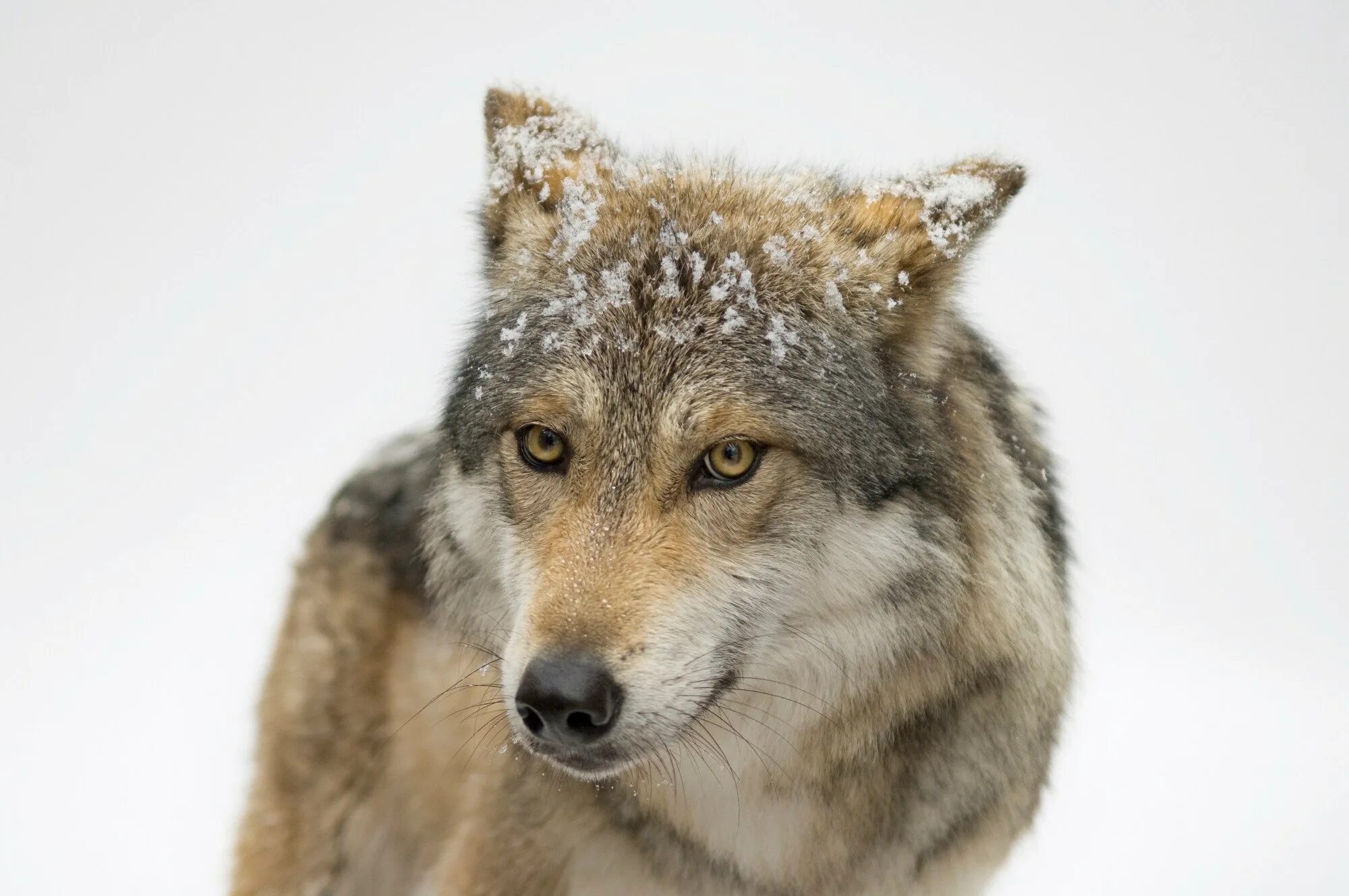 воющий волк. удивленный волк. кудрявый волк. испуганный волк. удивленный волк.