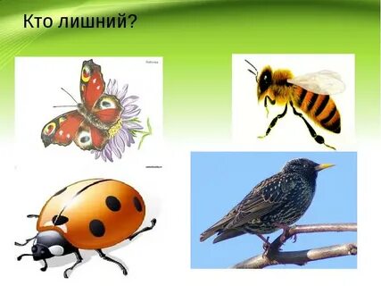 Кто же лишний