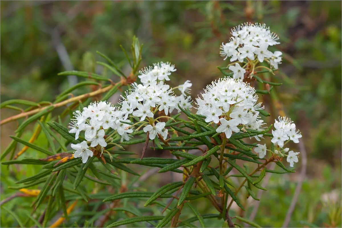 Багульник болотный. Багульник болотный (Ledum palustre). Багульник Ледум. Багульник болотный Карелия. Трава багульника болотного