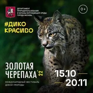 Фестиваль золотая черепаха