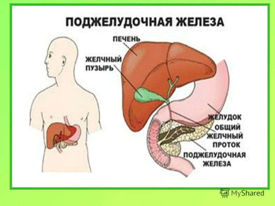 Как проверить желчный и поджелудочную. Проток поджелудочной железы впадает в. поджелудочная и желчный пузырь. желчный пузырь и поджелудочная железа. проток желчного пузыря и поджелудочной железы.