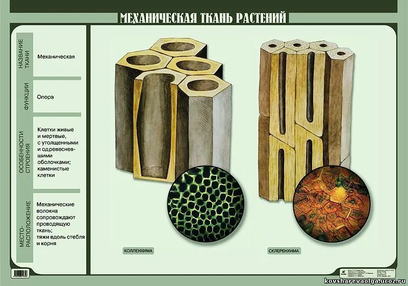 Образована живыми или мертвыми клетками. Механическая ткань растений рисунок строение. Механическая ткань растений склеренхима. Строение механической ткани растений. Механическая ткань растений 6 класс биология.