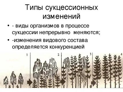 Биологическая роль сукцессии