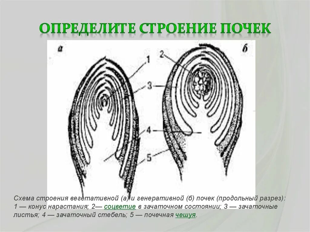 Рассмотрите изображение генеративной почки и выполните задания. Вегетативная почка конус нарастания. Схема строения вегетативной почки. Схема строения вегетативной и генеративной почки. Продольный разрез вегетативной почки.