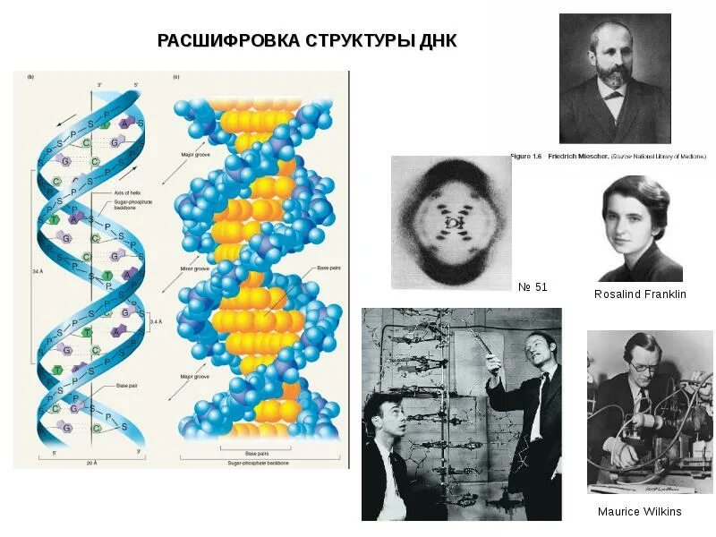 Розалинд Франклин ДНК. Структура ДНК. Молекулярная структура ДНК расшифрована.