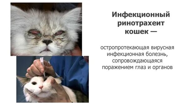Вирусная инфекция у кошек симптомы
