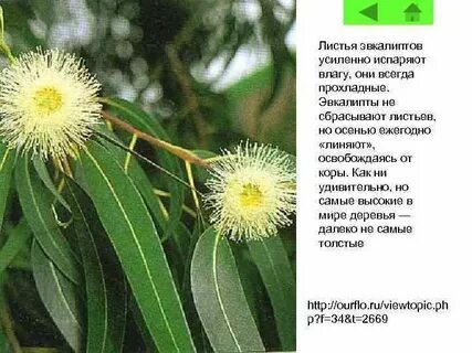 Почему эвкалипт сбрасывает кору