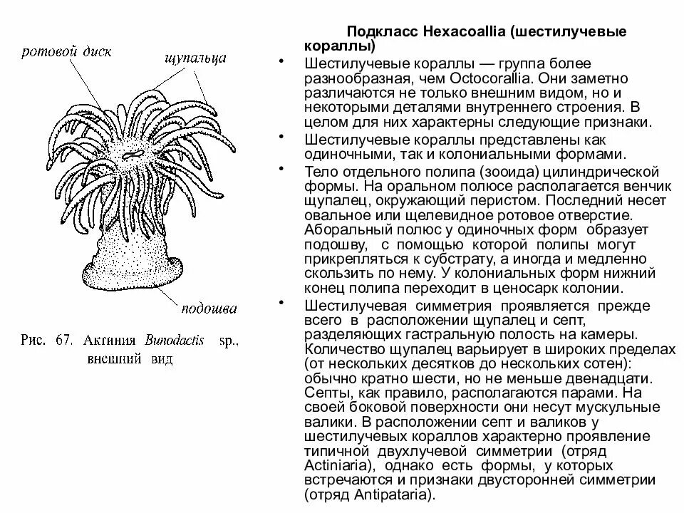 Шестилучевые коралловые полипы. Актиния строение. Строение шестилучевого кораллового полипа. Актинии строение внешнее и внутреннее.