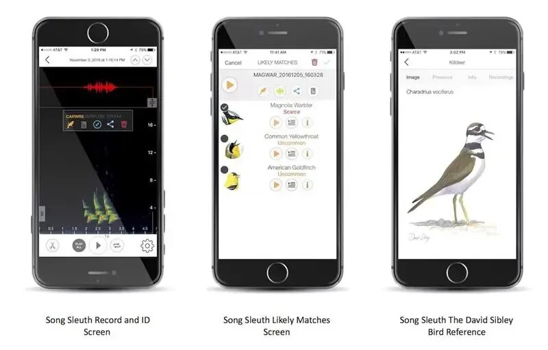 Приложение с птичкой. Приложение EBIRD. Приложение с птичкой на аватаре. Song приложение.