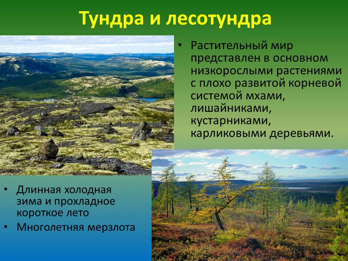 Тундра Безлесная зона. Природные зоны тундры и лесотундры. Природная зона тундра климат. Растительный мир тундры и лесотундры.