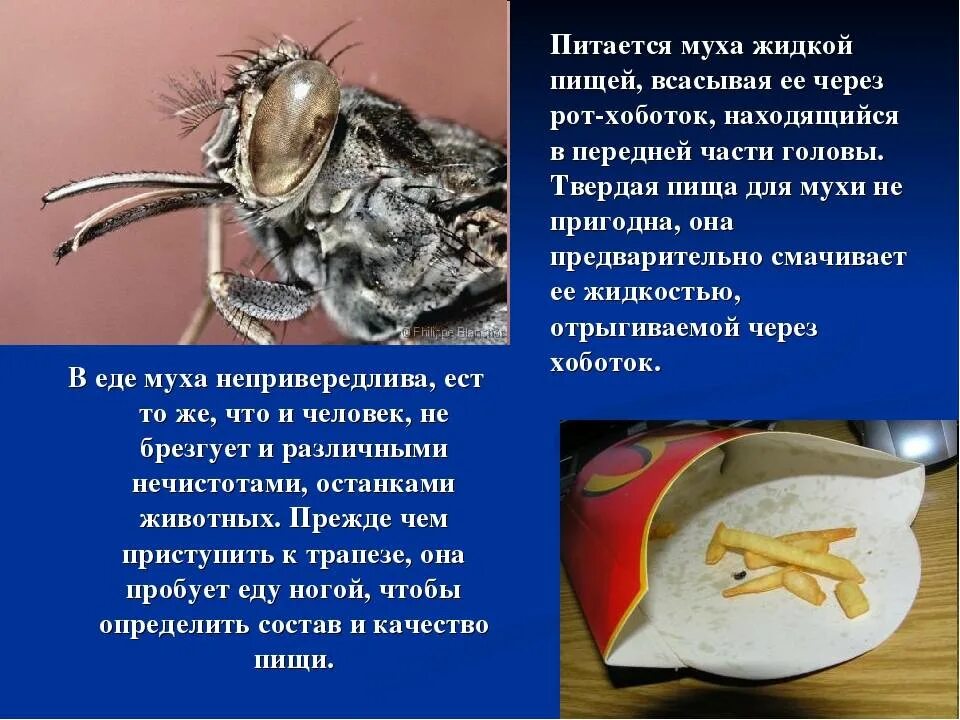 Муха вид пищи. Питание мух. мухи на пище. что едят мухи. муха питается.