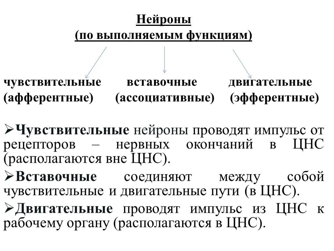 Функции чувствительных и двигательных нейронов