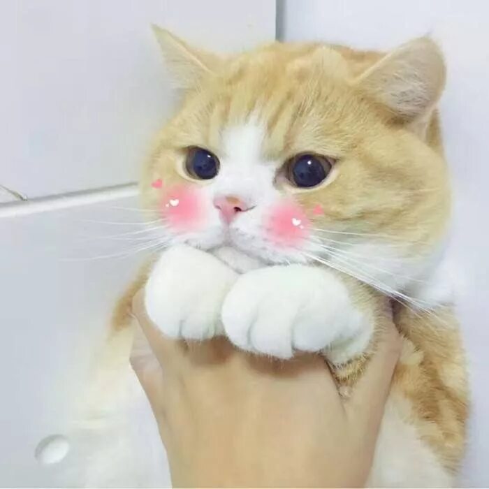 Милый котик с сердечками. Милые котики с сердечками. Милый кот пикча. Пик чи с милыми котикамичи. Котики.