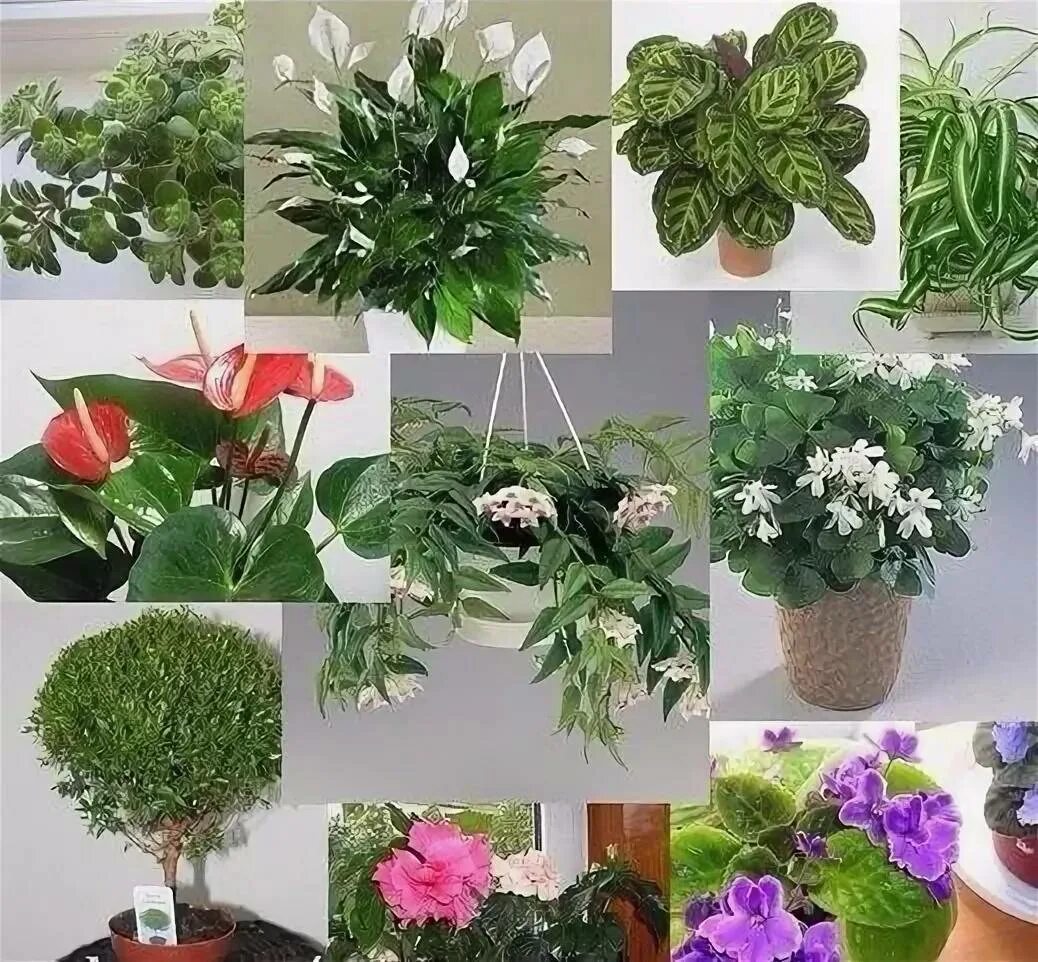 В домашних условиях можно нужно. Комнатные растения. Домашний цветок. Цветущие комнатные растения. Растения домашние комнатные.
