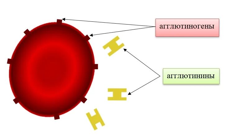Агглютинин α. Агглютиногены. Агглютинины и агглютиногены. Аглютеногены иаглютенины. Аглютино гены.