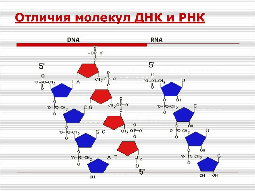 Соединения днк и рнк. Сходства и различия первичной структуры ДНК И РНК. РНК отличается от ДНК. Строение молекулы ДНК И РНК. Различия первичной структуры ДНК И РНК.