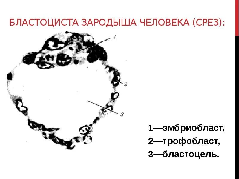 Дифференцировка трофобласта