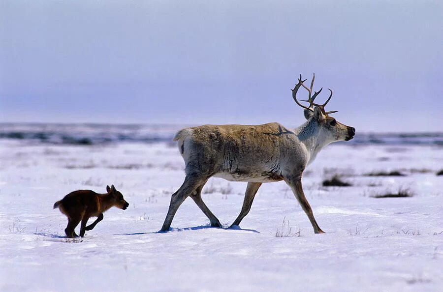 Детеныш северного оленя как называется. Пыжик Северный олень. Северный олень в Кировской области. Белый Северный олень. Детеныш Северного оленя.