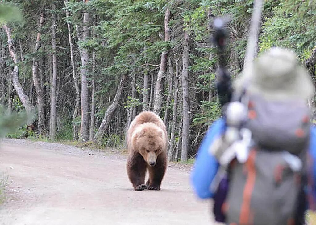 Медведь в лесу. Встреча с медведем. Встреча человека с медведем.
