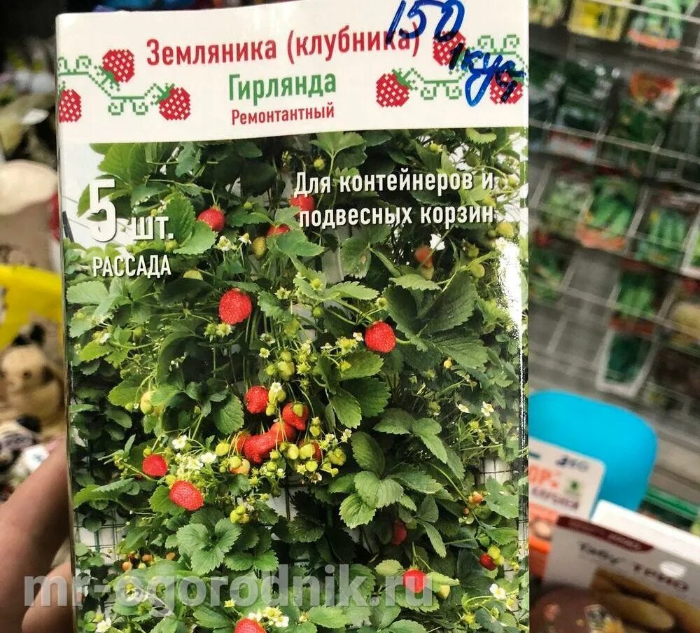 Клубника гирлянда отзывы. Клубника гирлянда. ремонтантная земляника гирлянда описание. гирлянда клубника ремонтантная описание сорта.