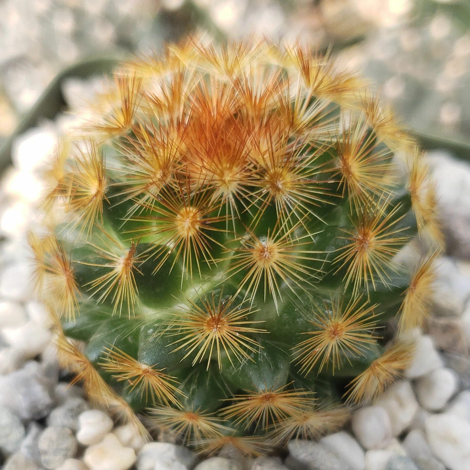 маммиллярия зейльмана (mammillaria zeilmanniana). Mammillaria. Mammillaria. Mammillaria. маммиллярия кактус цветение.