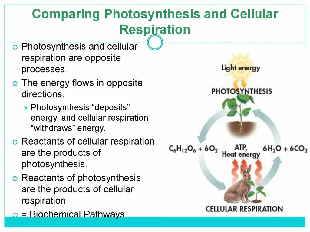 Алоэ фотосинтез. Photosynthesis and respiration. Cellular respiration and Photosynthesis. Photosynthesis scheme. Photosynthesis Chemical process.