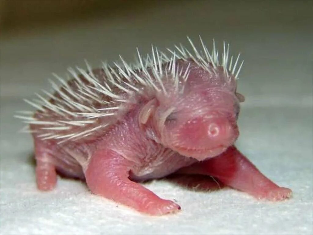 новорожденные ежики. родившийся ежик. какими рождаются ежики. новорождённые ежата. маленькие ежата.