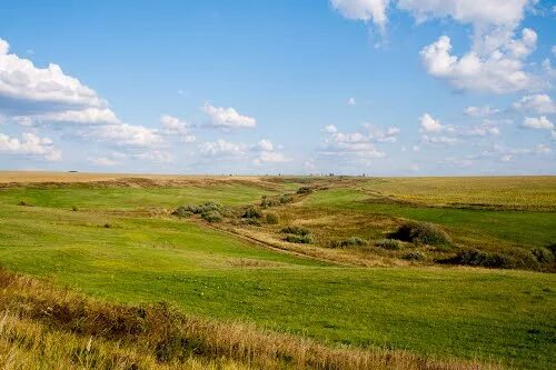 Кунчеровская лесостепь пензенская область. Заповедник приволжская лесостепь в пензенской области. Кунчеровская степь пензенская область. Лесостепь курской области. Степи лесостепи заповедники.