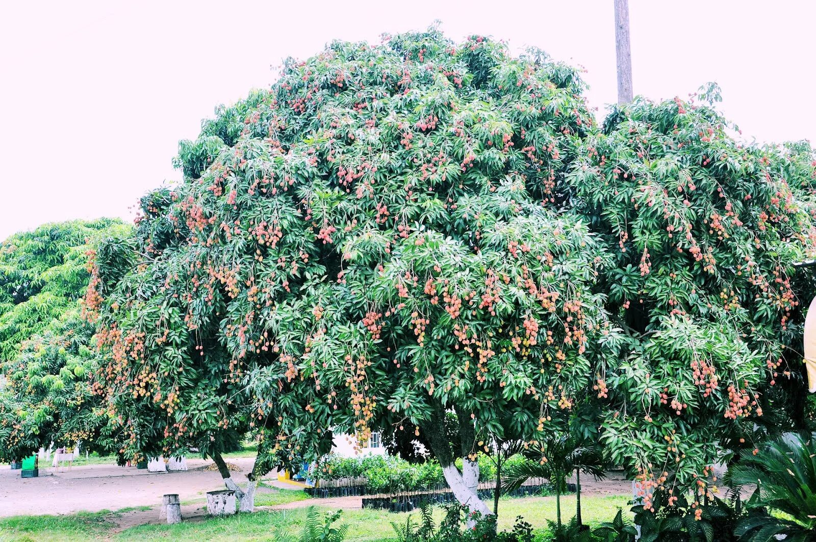 как растет личи фото дерево в природе. как растет личи фото дерево в природе. личи ягода дерево. личи дерево. как растет личи фото дерево в природе.