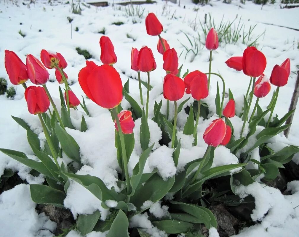 первоцвет тюльпан лесной. крокусы в снегу. весенние тюльпаны. открытка с первым днем весны тюльпаны. тюльпаны под снегом.