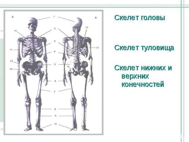 Выберите особенности строения скелета изображенного на рисунке. Скелет туловища человека анатомия. Возрастные особенности скелета. Возрастные особенности скелета туловища. Возрастные особенности костей туловища.