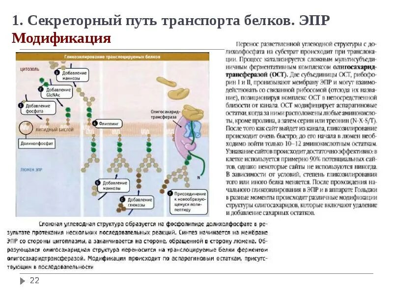 Транспорт белка происходит. Синтез и транспорт белков.