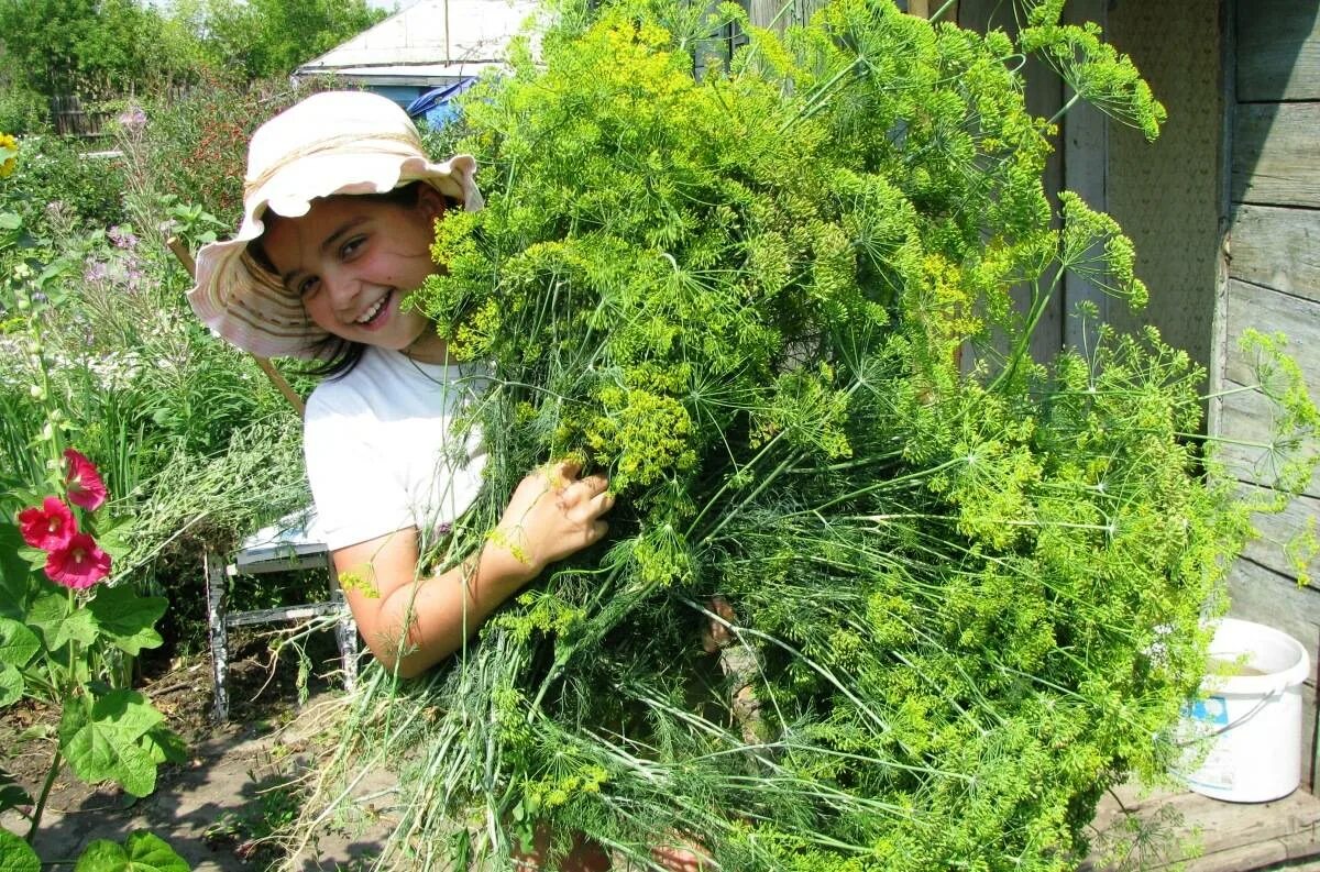 Укроп сбор. Фенхель огородный. Фенхель куст. Фенхель обыкновенный куст. Укроп.