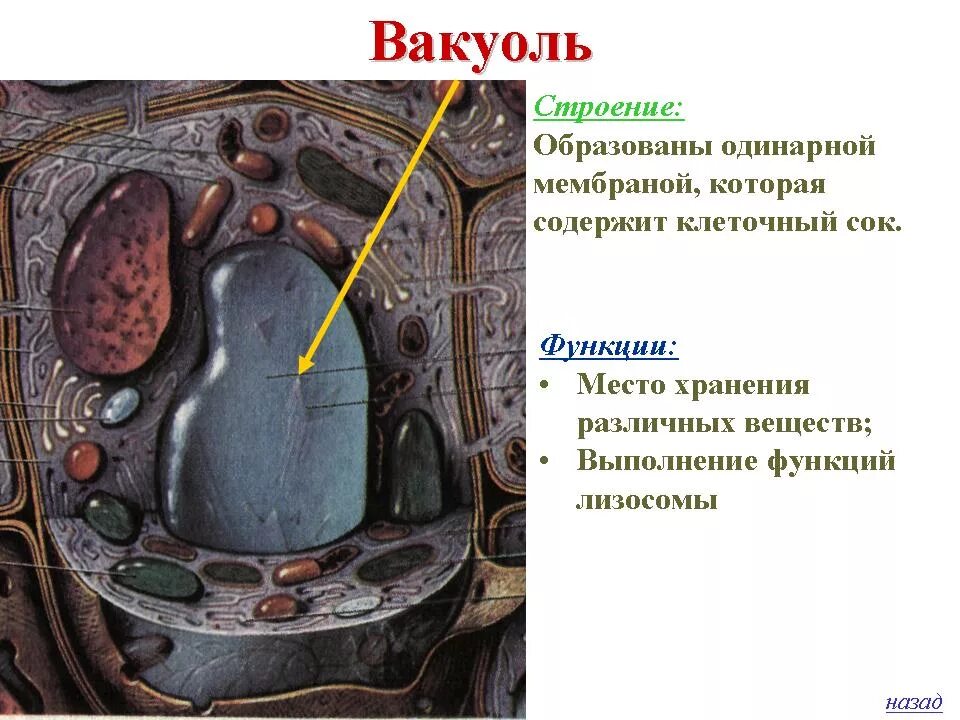 Вакуоли растительных клеток строение. Вакуоль животной клетки строение и функции. Функции вакуоли в эукариотической клетке. Структура клетки вакуоль. Вакуоль строение и функции таблица.