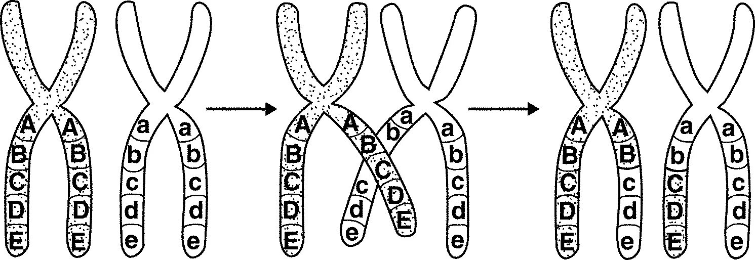 Местоположение хромосом. Локус хромосомы аллели. Строение хромосомы аллели. Хромосома ген аллель. Хромосомы гены аллели.