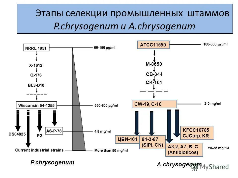 Установите последовательность этапов селекции. Установите последовательность этапов селекции. Селекция микроорганизмов. Молекулярная таксономия. Последовательность этапов селекции микроорганизмов.